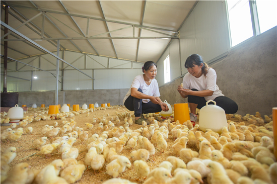 东河镇凤阳村养殖人员对仙居鸡鸡苗进行逐一检查